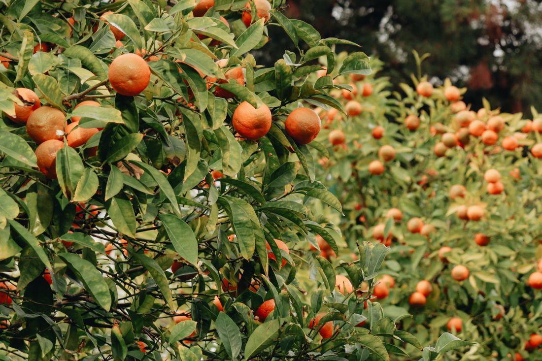Mandarines a l'arbre